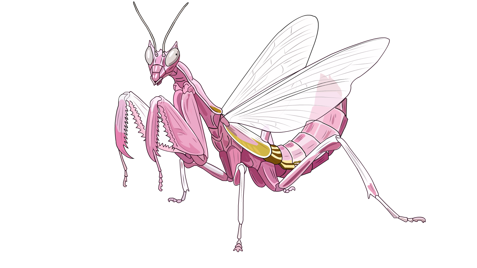 兰花螳螂