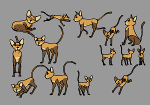 猫