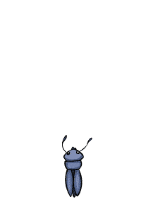 蚂蚱