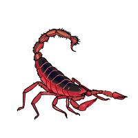 蝎子