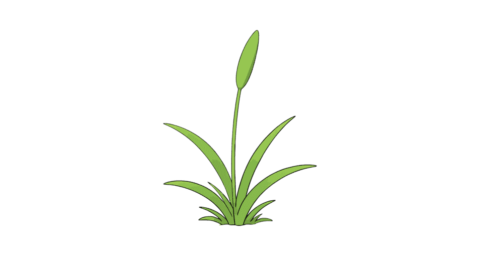 一株小草