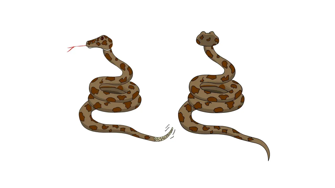 蛇1
