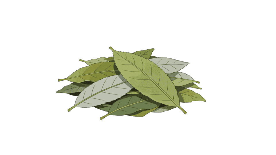 药材枇杷叶