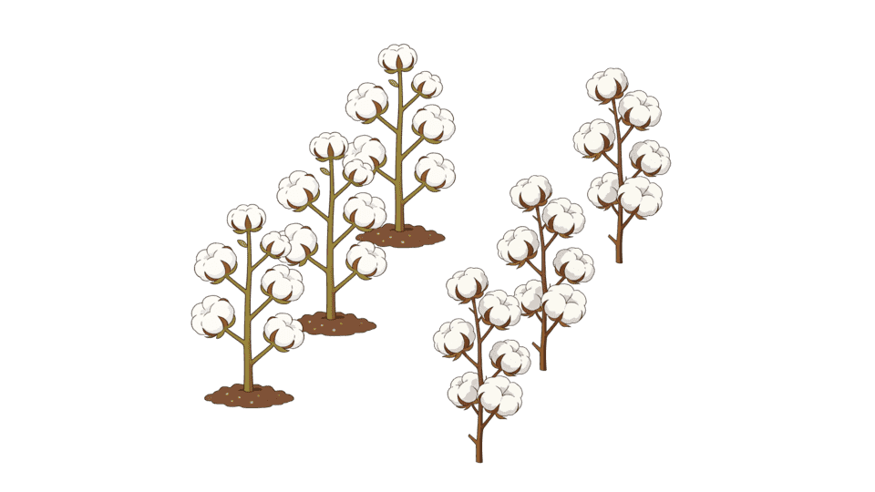 一株棉花