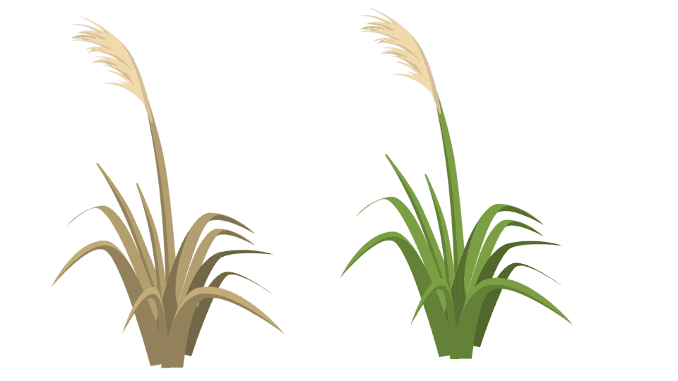 芦苇