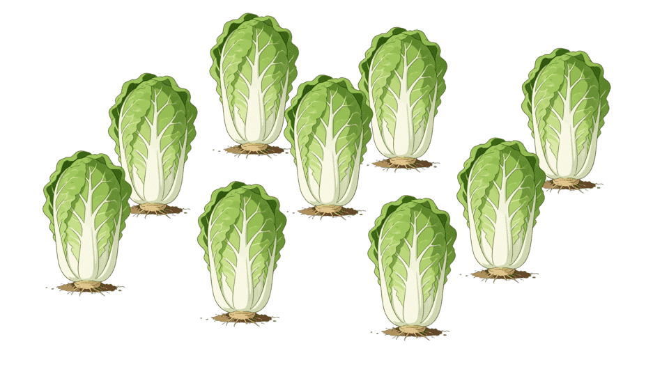 一颗白菜