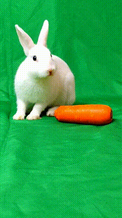 兔子吃胡萝卜