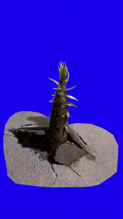 家里长竹笋素材
