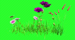 开花特效素材特效素材