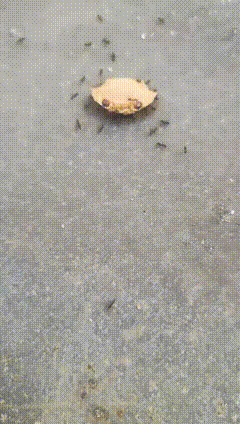 蚂蚁蟹