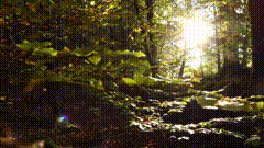 决定。素材分享森林素材