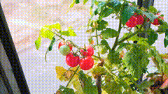 将会颠覆你人生价值观。素材分享植物素材