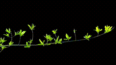 抠图画中画黑幕素材特效植物