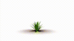 抠图白幕开花素材特效