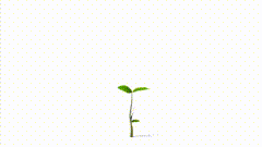 抠图白幕素材特效605