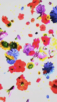 抠图白幕素材特效鲜花
