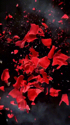 抠图黑幕玫瑰花素材特效2144