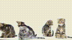 抠黑白幕素材特效小猫