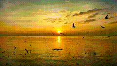 海鸥唯美素材