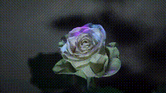 玫瑰花灯光素材