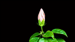 画中画黑幕开花素材特效