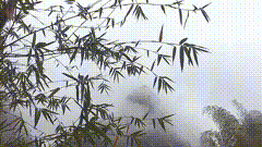 简单唯美素材