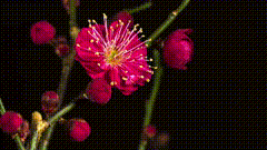 花开富贵唯美视频素材