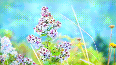 花朵唯美素材特效