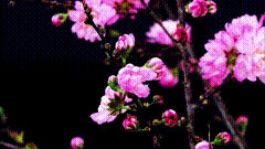 花朵开花唯美视频素材