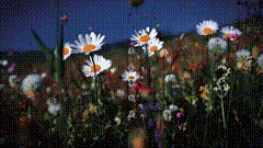 花治愈系花朵雏菊