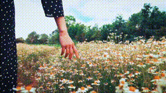 花海唯美素材