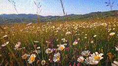 花海唯美素材花海赏花听歌