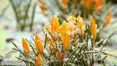 花系列：唯美素材特效