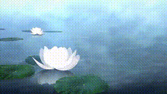 荷花唯美素材特效