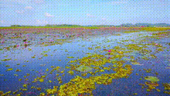 莲花争霸