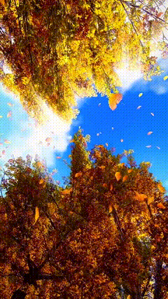 落叶唯美素材特效视频素材秋天树叶