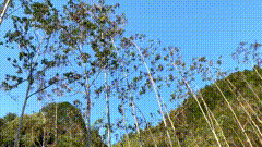 蓝天树木唯美视频素材