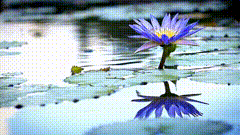 蓝莲花唯美素材