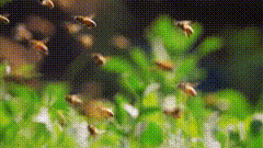 蜜蜂群唯美素材特效