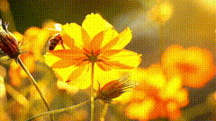 蜜蜂花朵唯美素材特效