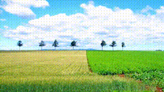 麦田天空唯美视频素材治愈系风景麦田
