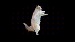 黑幕小猫咪跳舞素材小猫视频素材特效