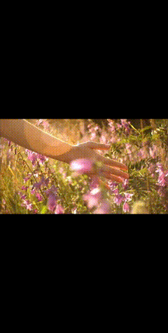 一花一草一世界花草唯美视频治愈系风景