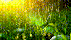下雨天唯一美素材特效