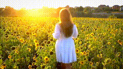 向日葵唯美素材341