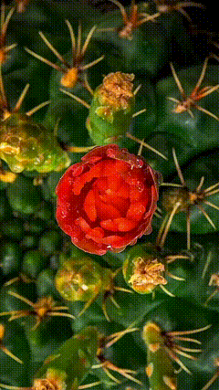 唯美开花素材特效动态壁纸抖音小助手