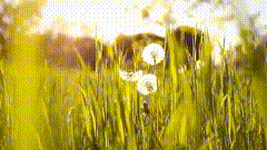 唯美素材唯美素材特效292