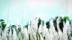 唯美素材素材特效短视频素材37