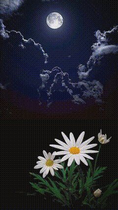 唯美视频素材643