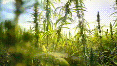 唯美视频素材648